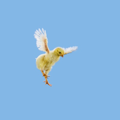 Yellow Chick Baby Chicken 'Flying' by Wave Pricing Limited Edition Print image