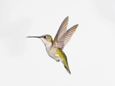 Ruby-Throated Hummingbird (Archilochus Colubris) by Wave Pricing Limited Edition Print image