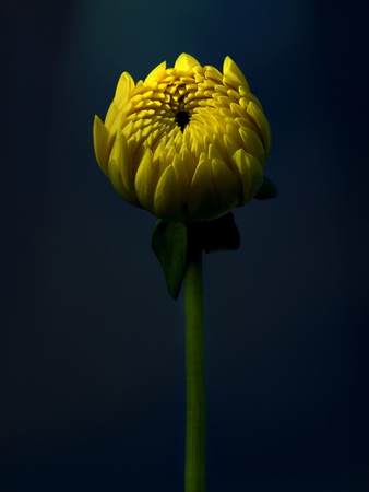 Yellow Chrysanthemum by Michael Filonow Pricing Limited Edition Print image
