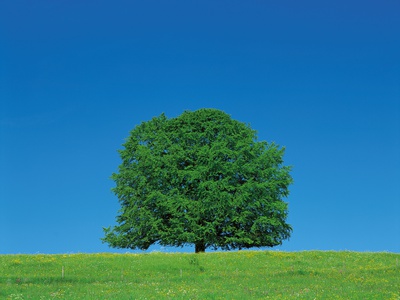 Lonely Tree In Field by Satoshi Ishizu Pricing Limited Edition Print image