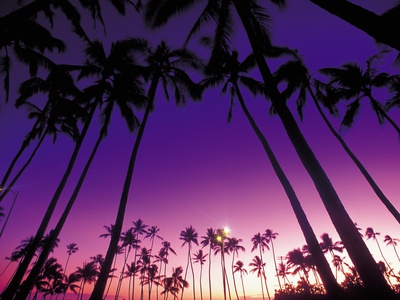 Palm Trees by Jun Arata Pricing Limited Edition Print image