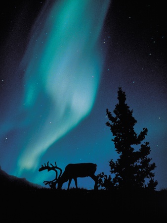 Aurora Borealis In A Forest by Shigeo Fukushima Pricing Limited Edition Print image
