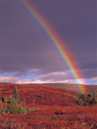 Rainbow by Peter Skinner Pricing Limited Edition Print image