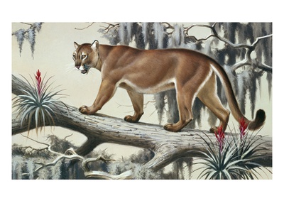A Puma Slinks Along A Log In Moss-Hung Everglades by National Geographic Society Pricing Limited Edition Print image