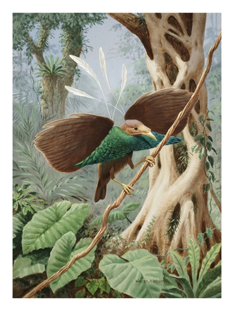 A Perching Wallace's Standard-Wing Spreads Its Wings by National Geographic Society Pricing Limited Edition Print image