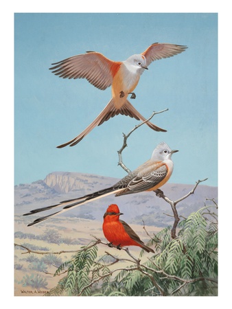 Scissor-Tailed And Vermilion Flycatchers Perch On A Mesquite Tree by National Geographic Society Pricing Limited Edition Print image