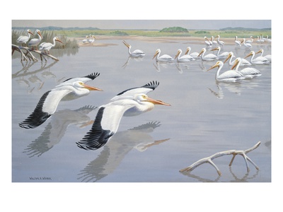American White Pelicans Fly Low Over Water Near Other Pelicans by National Geographic Society Pricing Limited Edition Print image