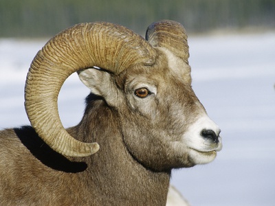 Rocky Mountain Sheep, Banff National Park, Alberta by Mike Grandmaison Pricing Limited Edition Print image