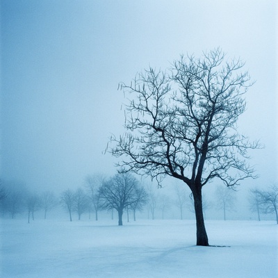 Trees And Snow In Fog, Toronto, Ontario by Sofia Kinachtchouk Pricing Limited Edition Print image