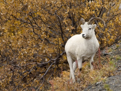Young Dall Sheep Ram, Denali National Park, Alaska by Grambo Pricing Limited Edition Print image