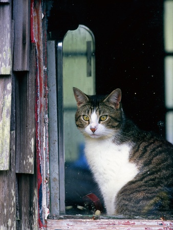 Cat In A Houseboat Window, Clayoquot Sound, Bc by Mark Jurkovic Pricing Limited Edition Print image