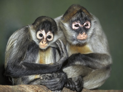 Squirrel Monkeys, Calgary Zoo, Calgary, Alberta, Canada by Darwin Wiggett Pricing Limited Edition Print image