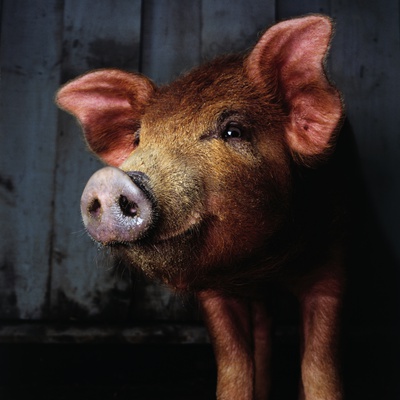 Smiling Pig by Brian Summers Pricing Limited Edition Print image
