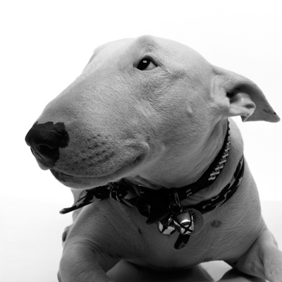 Bull Terrier by Brian Summers Pricing Limited Edition Print image