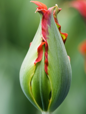 Emerging Bud Of Tulip Viridiflora 'Eye Catcher' by Clive Nichols Pricing Limited Edition Print image