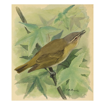 A Painting Of A Red-Eyed Vireo Singing by Louis Agassiz Fuertes Pricing Limited Edition Print image