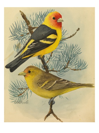 A Painting Of A Male And Female Western Tanager Pair by Louis Agassiz Fuertes Pricing Limited Edition Print image