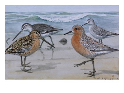A Painting Of A Red Knot And Eastern Dowitcher In Seasonal Plumage by Louis Agassiz Fuertes Pricing Limited Edition Print image
