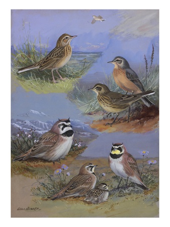 A Painting Of Two Species Of Pipit And Two Species Of Horned Lark by Allan Brooks Pricing Limited Edition Print image