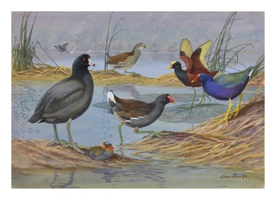 A Painting Of Several Species Of Marsh Birds by Allan Brooks Pricing Limited Edition Print image
