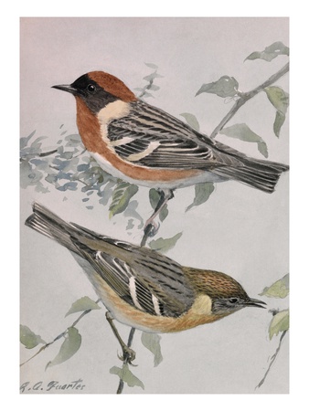 A Painting Of A Pair Of Bay-Breasted Warblers Perched On A Branch by Louis Agassiz Fuertes Pricing Limited Edition Print image