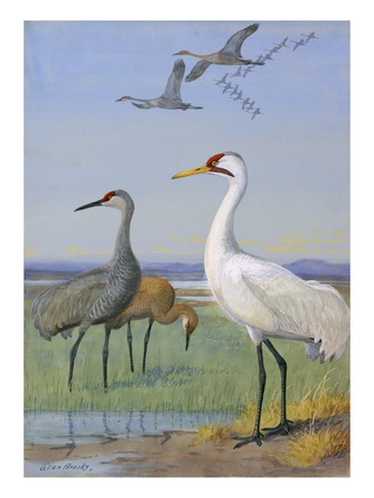 A Painting Of Three Species Of Cranes by Allan Brooks Pricing Limited Edition Print image