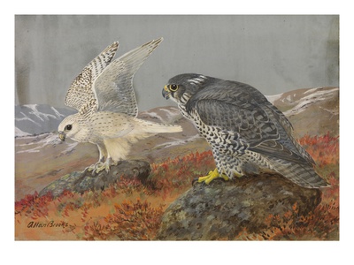 A Painting Of Young White And Adult Black Gyrfalcons by Allan Brooks Pricing Limited Edition Print image