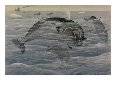 A Painting Of Greenland Right Whales, Also Known As Bowheads by Louis Agassiz Fuertes Pricing Limited Edition Print image
