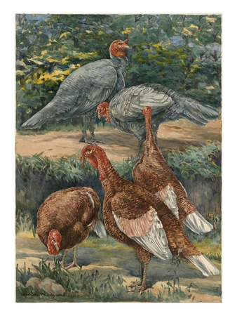 A Painting Of Slate And Bourbon Red Turkeys by Hashime Murayama Pricing Limited Edition Print image