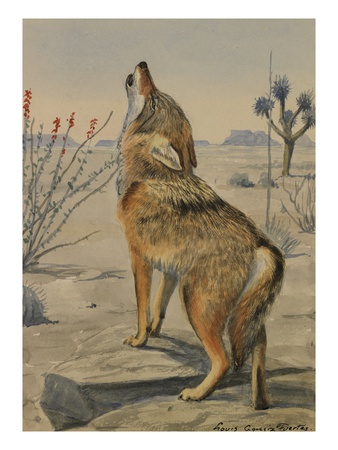 A Painting Of A Howling Arizona, Or Mearns, Coyote by Louis Agassiz Fuertes Pricing Limited Edition Print image