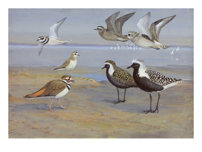 A Painting Of Several Species Of Plovers And Killdeer by Allan Brooks Pricing Limited Edition Print image