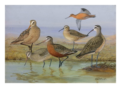 A Painting Of Several Species Of Curlew And Godwit by Allan Brooks Pricing Limited Edition Print image