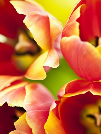 Tulips (Tulipa) Close-Up by Roman Maerzinger Pricing Limited Edition Print image