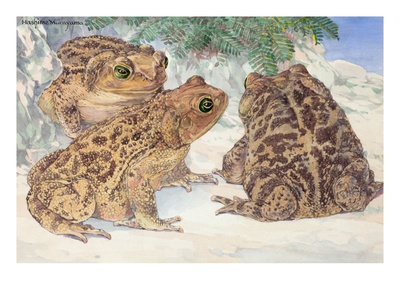 A View Of The Patterned Cuban Toads. by National Geographic Society Pricing Limited Edition Print image