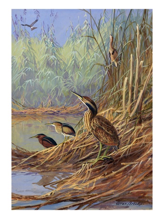 The Brown Feathers Of Bitterns Blend With The Variegated Surrounding. by National Geographic Society Pricing Limited Edition Print image