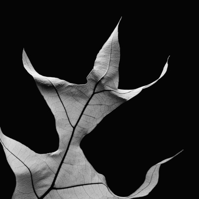 Dry Leaf by Françoise Gervais Pricing Limited Edition Print image