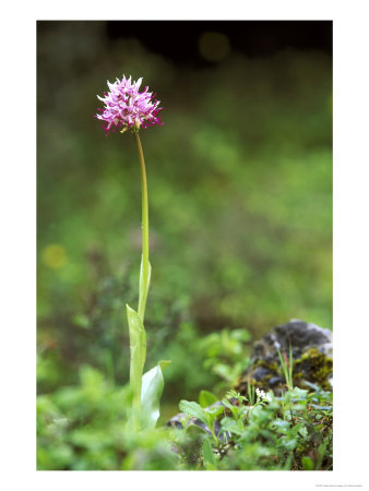 Monkey Orchid, Crete, April by Mark Hamblin Pricing Limited Edition Print image