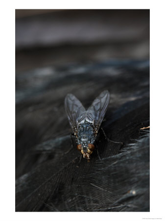 Blue Bottle Fly On Carcass Of Dead Carrion Crow, London, Uk by Elliott Neep Pricing Limited Edition Print image