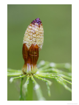 Giant Horsetail, Close Up Of Flower Head, Norway by Mark Hamblin Pricing Limited Edition Print image