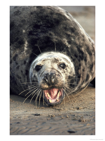 Grey Seal, Cow Calling, Uk by Mark Hamblin Pricing Limited Edition Print image