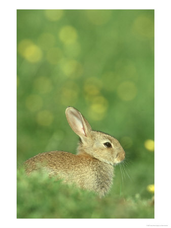 Rabbit, Oryctolagus Cuniculus Close-Up Portrait Uk by Mark Hamblin Pricing Limited Edition Print image