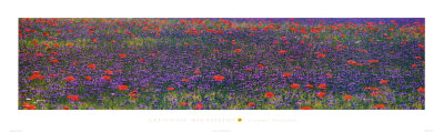 Flowers In Tuscany by Alfonso Bietolini Pricing Limited Edition Print image