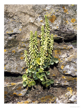 Navelwort, Growing On Wall, Uk by Geoff Kidd Pricing Limited Edition Print image