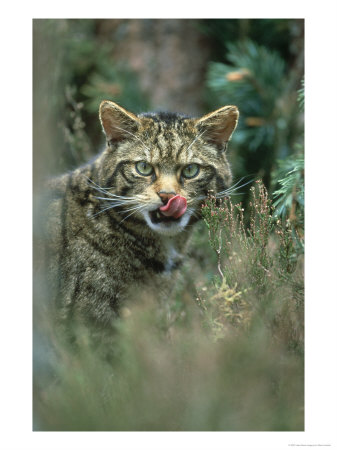 Wild Cat, Felis Sylvestris Close-Up Portrait Highland, Scotland by Mark Hamblin Pricing Limited Edition Print image