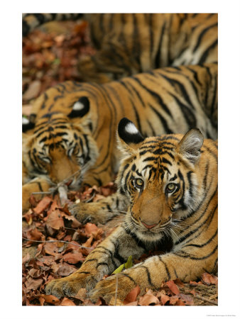 Bengal Tiger, 11 Month Old Cub With Tigress, Madhya Pradesh, India by Elliott Neep Pricing Limited Edition Print image