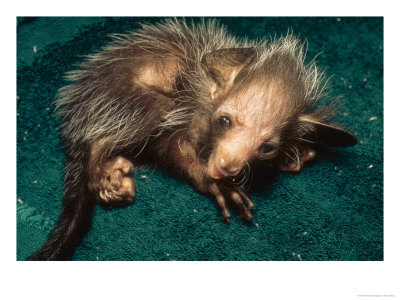 Aye-Aye, Hand Reared Infant Curled Up On Towel, Duke University Primate Center by David Haring Pricing Limited Edition Print image