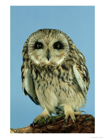 Short-Eared Owl, England, Uk by Les Stocker Pricing Limited Edition Print image