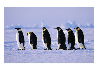 Emperor Penguins, Walking On Sea Ice Of The Weddell Sea, Antarctica by David Tipling Pricing Limited Edition Print image