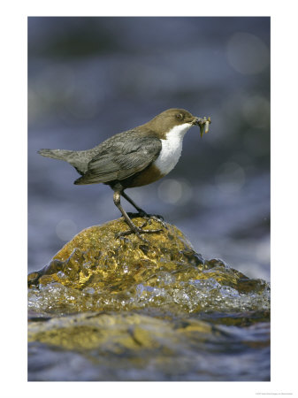Dipper, Adult On Rock With Food, Scotland by Mark Hamblin Pricing Limited Edition Print image