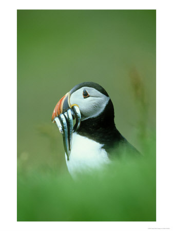 Atlantic Puffin, Close-Up Of Adult With Sand Eels, Scotland, Uk by Mark Hamblin Pricing Limited Edition Print image